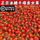 順豐正宗釜山88玲瓏千禧圣女果櫻桃小西紅柿番茄新鮮蔬菜孕婦水果 3斤 【中果】