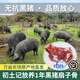 初土記無抗黑豬扇子骨2斤 豬扇骨新鮮現(xiàn)切 農(nóng)場放養(yǎng)土豬骨扇子骨帶肉