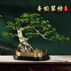 黃銅迎客松擺件新中式高檔家居入戶(hù)裝飾辦公室喬遷公司開(kāi)業(yè)禮物 全銅【青松翠柏】長(cháng)62*寬32*高43