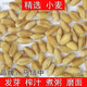 5斤食用新小麥粒帶皮小麥子麥子發(fā)苗芽麥芽糖生小麥草貓草1斤 【 精選 小麥】5斤