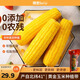 禾久新鮮有機糯玉米4斤（200g*10根）低脂早餐 雜糧黃糯白糯玉米 【個(gè)大軟糯】黃糯玉米8條