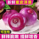 云南農(nóng)家紫皮洋蔥新鮮現(xiàn)挖農(nóng)家洋蔥頭蔬菜紅皮圓蔥烹飪食材調(diào)味包 大果 9斤 帶箱