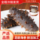 內(nèi)廷上用胖東來即食海參大連特產(chǎn)精品野生刺參極鮮遼參干貨500克獨立包裝 【14-18只/500克】極鮮好口感 胖東來甄選京自東營官方旗艦店