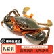 【包活到貨】青蟹禮盒紅膏母蟹特大公蟹超大黃油蟹螃蟹中秋過(guò)年 紅膏母蟹1斤（2只）