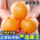 秋月梨正宗中秋送禮梨子新鮮水果當(dāng)季特大冰糖梨現(xiàn)摘香甜梨子整箱 5斤 【嚴(yán)選裝】品質(zhì)升級，嚴(yán)選好果