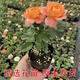 月季花苗果汁陽臺四季可盆栽玫瑰開花特大花藤本花樹薔薇爬藤小苗 果汁陽臺小苗10厘米左右