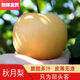 【回購(gòu)甜蜜款】現(xiàn)摘正宗薄皮肉厚秋月梨新鮮冰糖梨子整箱孕婦水果 精選裝 5斤 凈重4.5斤