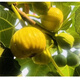 韶關(guān)樂昌新鮮無花果現(xiàn)摘現(xiàn)發(fā)黃皮果無花果糖包子新鮮應(yīng)季水果 3斤