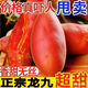 新鮮龍九紅薯板栗紅薯 搶 9 斤 蜜薯甜糯沙地黃心地瓜番薯 小果1-3兩 做輔食，蒸煮合適 整箱發(fā)貨-9斤