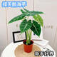 雙盟綠天鵝海芋原盆植物四季葉觀水培綠植盆栽辦公室內(nèi)鮮花卉源頭直發(fā)