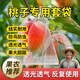 京厽桃子套袋果袋桃袋水蜜桃黃桃套袋蟠桃冬桃專(zhuān)用袋防鳥(niǎo)水果套袋 10*15cm20個(gè) 油桃等小型桃子