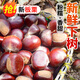 栗品優(yōu)2025年板栗 新鮮生板栗堅(jiān)果毛栗板粟油栗帶殼新鮮栗子生鮮蔬菜 5斤【凈重4.5-5斤】