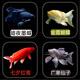 毛如意蝴蝶鯉魚球體短身大鰭長尾冷水魚錦鯉紅色觀賞魚活體 順豐 6-8CM 黑白黃紅各1條貴妃