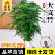 開時(shí)果 大文竹盆栽老樁精品植物 大棵文竹室內(nèi)大型綠植盆景源頭直發(fā)包郵 5年大文竹+原土球發(fā)貨/約40-50cm