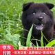 綠柒號(hào)純種五黑犬活體正宗中華田園犬唐狗廣西土獵犬五紅犬寵物狗仔幼犬 寵物級(jí) 1 母