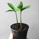 迷你竹柏盆景小盆栽驅蚊草植物室內花卉辦公室桌面四季好養活綠植 幸運竹柏+基地盆