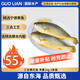 GUO LIAN國聯(lián) 三去黃花魚 2斤共2條國產(chǎn)東海大黃魚 海鮮海產(chǎn)冷凍