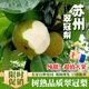 【特大超甜】蘇州樹(shù)山翠冠梨新鮮水果樹(shù)山梨帶箱10斤梨子大果包郵 5斤裝 4-6兩  大果
