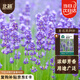 北蔬 薰衣草種子苗四季陽(yáng)臺(tái)庭院可盆栽花卉種籽 北蔬薰衣草種子900粒