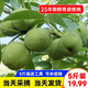 夢(mèng)茜兒云南濕核桃 新鮮薄皮核桃5斤農家野生青皮鮮嫩彌核桃漾濞孕婦生鮮 9斤新鮮【去青皮核桃】+核桃?jiàn)A