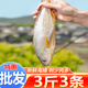 蝦有蝦途大黃魚 黃姑魚似黃花魚新鮮冷凍生鮮水產(chǎn)鮮活冰鮮海魚3斤凈重 3斤3條大黃姑魚【蒜瓣肉】 3斤3條大黃姑魚【蒜瓣肉】