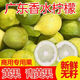【頭茬-嘗鮮】正宗廣東香水檸檬 青黃無仔檸檬現(xiàn)發(fā)特級爆汁新鮮 優(yōu)選裝單果50g+ 3斤帶箱凈重2.5-2.8斤