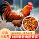 柒島大公雞農家散養草雞現殺新鮮滋補月子雞肉笨雞柴雞 散養大公雞1只【約5斤】