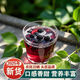 【新店特惠!拍1發(fā)6罐】正宗新疆頭茬無(wú)沙大顆粒桑葚干免洗泡水-JX 【拍1發(fā)6罐】正宗桑葚干50g／罐
