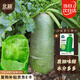 北蔬 蘿卜種子苗水果青蘿卜甜脆生吃秋季種蔬菜種籽 沙窩蘿卜種子20g