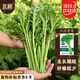 北蔬 茼蒿菜種子種苗小葉皇帝菜光桿蓬蒿菜蔬菜種籽 光桿茼蒿種子10g