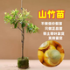 進(jìn)口泰國無(wú)籽山竹苗山竹樹(shù)苗果樹(shù)苗盆栽地栽當年結果南北方種植 紅肉山竹苗 二年苗