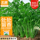 北蔬 香菜種籽老品種小葉大葉盆栽四季籽種苗 葉多維香菜種子約1300粒