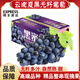 云南當(dāng)季夏黑葡萄 無籽黑加侖葡萄【順豐直達(dá)】新鮮現(xiàn)摘水果禮盒 5斤串裝禮盒