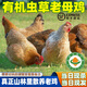 ANSON老母雞老公雞三年散養有機蟲(chóng)草老母雞月子雞走地雞當日現殺現發(fā) 3年有機蟲(chóng)草【老母雞】1只3斤