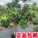 正品媽咪果苗嫁接大樹(shù)苗帶土帶葉馬加納潘婷正宗廣西新品種果樹(shù)苗 2年嫁接苗【帶大土杯】