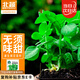 北蔬 豌豆尖種子種苗專吃葉少須秋四季種蔬菜種籽 無須豌豆苗種子20g
