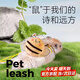 倉鼠牽引繩背帶式花枝鼠繩子松鼠龍貓引繩遛鼠鼠鏈子刺猬外出繩 黃色蜜蜂牽引繩