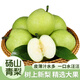 京地達(dá)梨碭山翠玉梨翠冠梨凈重4.8斤單果250g+新鮮青梨子水果源頭直發(fā)