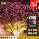 北蔬 紫生菜種子種苗紅葉生菜速生耐熱四季菜種籽 紫葉生菜種子2000粒