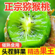 蕊鮮生綠心獼猴桃 奇異果12枚新鮮修文貴長(cháng)獼胡桃當季水果生鮮整箱特產(chǎn) 20枚 特大果【100-120g】 頭茬爆甜 綠心果