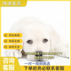 嘉瑰純種拉布拉多幼犬導(dǎo)盲犬神犬小七活體幼犬高智商寵物狗活幼體 寵物級(jí) 公