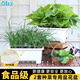 歐林澤2套oliz種菜盆陽(yáng)臺家用自吸水專(zhuān)用盆加大加厚長(cháng)方形花盆種植神器