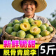黃六爺四川脫骨青脆李5斤新鮮水果特應當季時(shí)令大蜂糖冰糖李子巫山脆李 5斤 【樹(shù)上自然熟】又脆又甜