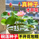 京厽高品質碗蓮種子水培籽四季睡蓮荷花水養(yǎng)植物室內缸養(yǎng)盆不支持退貨 碗蓮30?；焐?水培盆+水晶珠+營養(yǎng)液 滿盆爆花