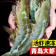 海云馨蝦活蝦速凍生鮮青島大蝦海蝦海鮮水產(chǎn)鮮活冷凍凍蝦超大白蝦 16-18cm整箱 3斤(凈重)  活蝦速凍