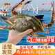 【冰鮮】昌鮮園舟山梭子蟹鮮活發(fā)貨 4-6兩/只 4斤 25年新蟹源頭直發(fā)包郵