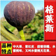 無(wú)花果樹(shù)果苗帶果矮化盆栽特大果波姬紅金傲芬斯特拉無(wú)花果苗樹(shù)苗 格萊斯5年苗1棵裝原土帶葉帶果