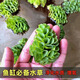 新款活體植物肚兜萍浮萍除油膜凈化水質(zhì)魚缸水族造景易養(yǎng)好活水草 肚兜萍 15 顆