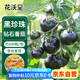 花沃里黑珍珠約100粒 西紅柿種子黑鉆石蔬菜種子紅珍珠陽(yáng)臺庭院田間種植