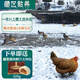 卡拉達藏土雞半雞 900g一年以上農家散養半只老母雞黃雞走地雞 源頭直發(fā)